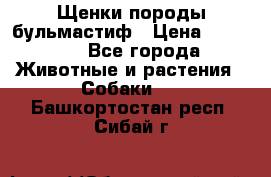 Щенки породы бульмастиф › Цена ­ 25 000 - Все города Животные и растения » Собаки   . Башкортостан респ.,Сибай г.